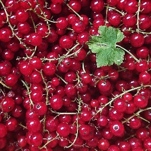 Currants