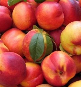 Nectarines