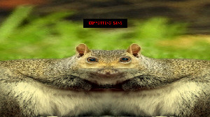 The Squirrel Stapler
