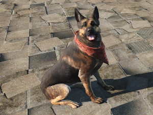 Dogmeat