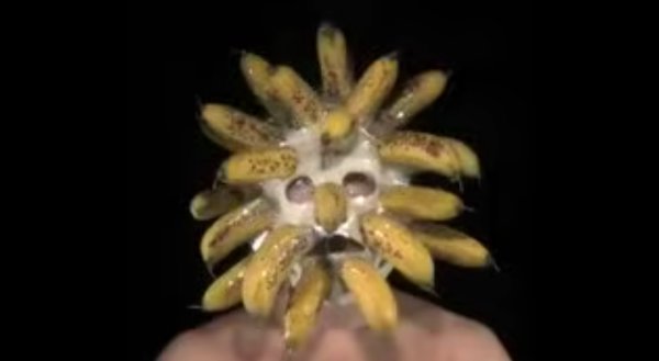 Bananas Exploding on Face