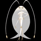 Pheramosa