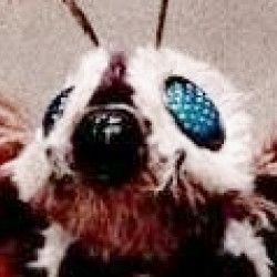 Mothra