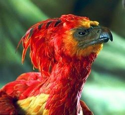 Fawkes