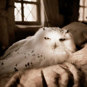 Hedwig
