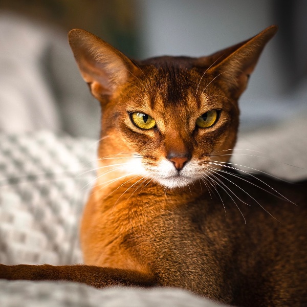 Abyssinian
