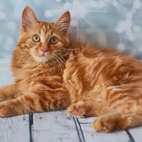 American Bobtail
