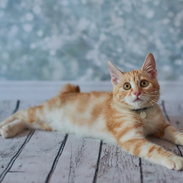 American Bobtail Shorthair