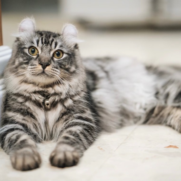 American Curl Longhair