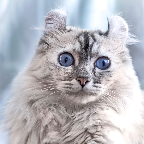 American Curl