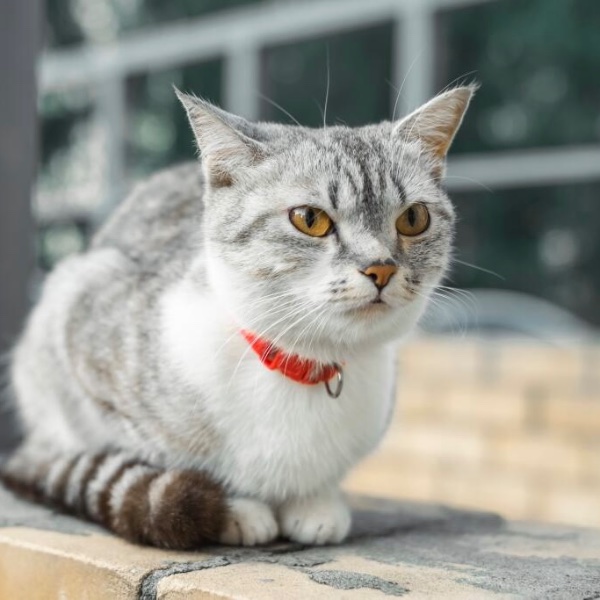 American Wirehair