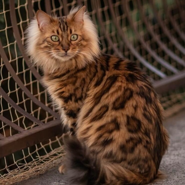 Bengal Longhair