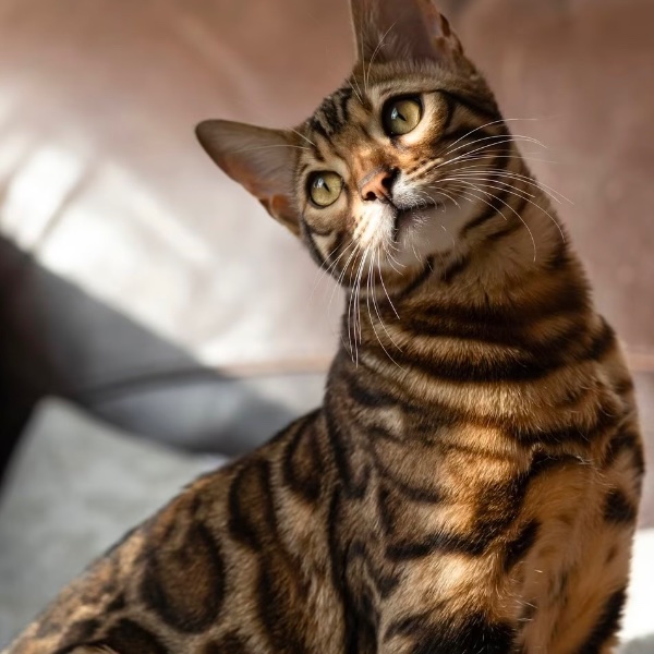Bengal