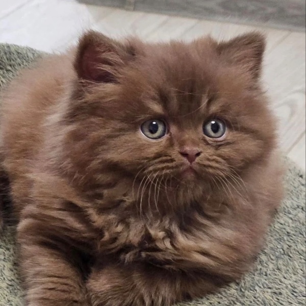 British Longhair
