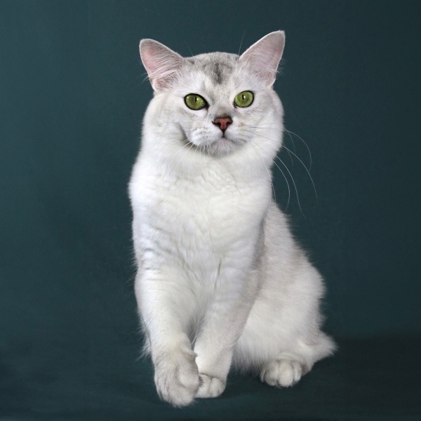 Burmilla