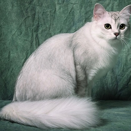 Burmilla Longhair