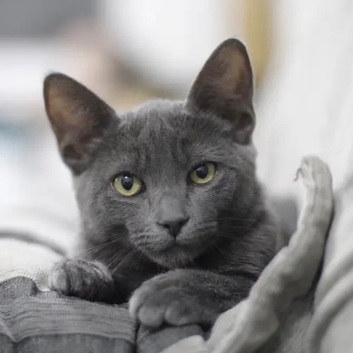 Chartreux