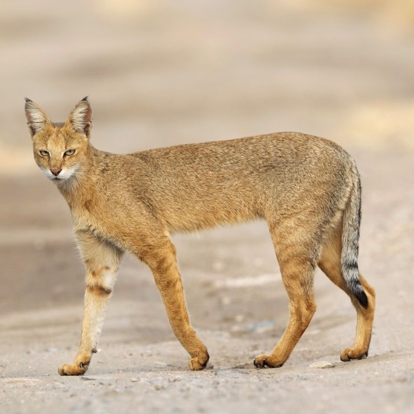 Chausie