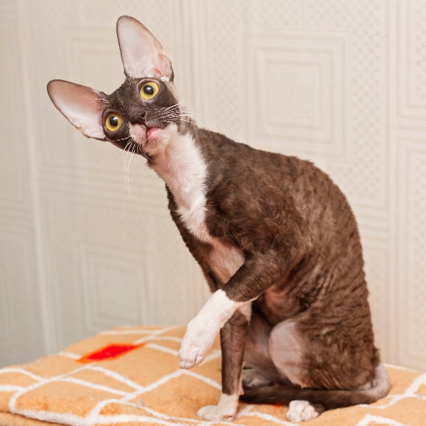 Cornish Rex