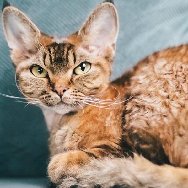 Devon Rex