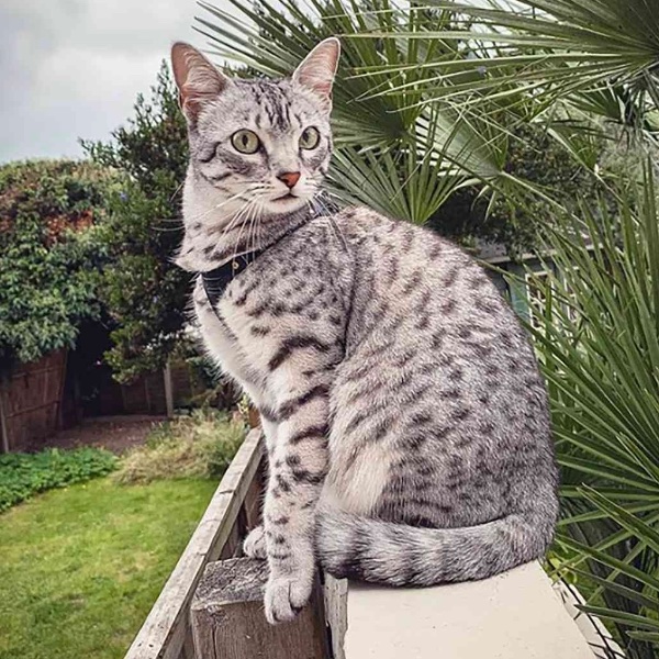 Egyptian Mau