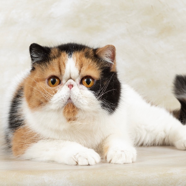 Exotic Shorthair