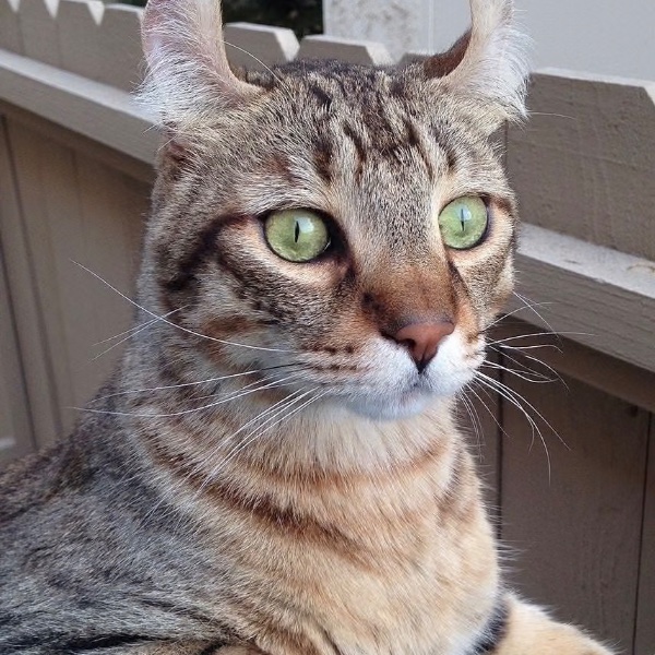 Highlander Shorthair