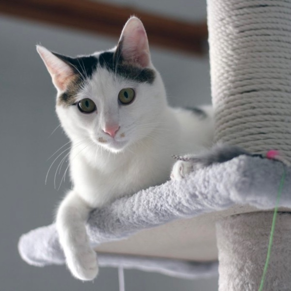 Japanese Bobtail