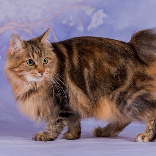 Japanese Bobtail Longhair
