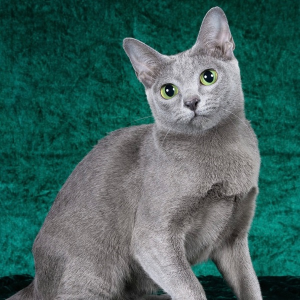 Korat