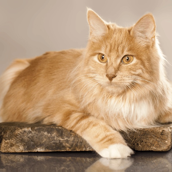 Kurilian Bobtail Longhair
