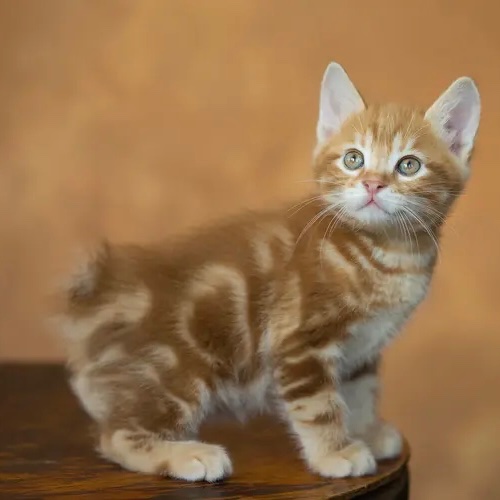 Kurilian Bobtail
