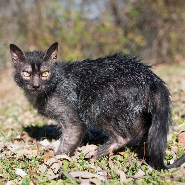 Lykoi