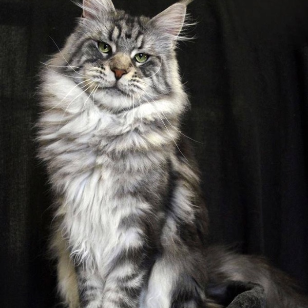 Maine Coon