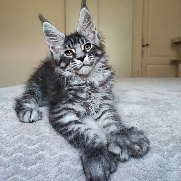 Maine Coon Polydactyl