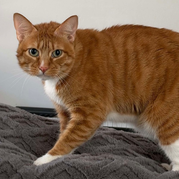 Manx