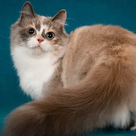Munchkin Longhair