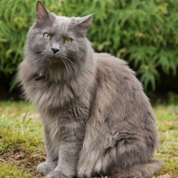 Nebelung