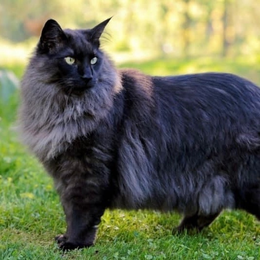 Norwegian Forest