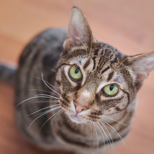 Ocicat