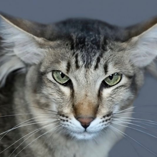 Oriental Longhair