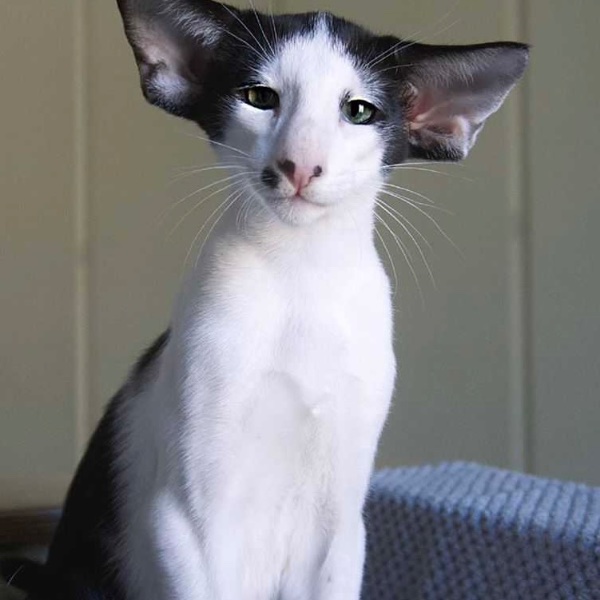 Oriental Shorthair