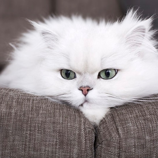 Persian