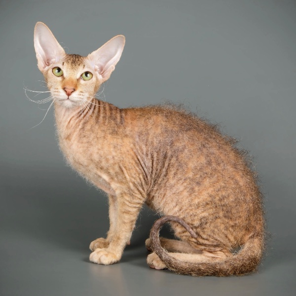 Peterbald