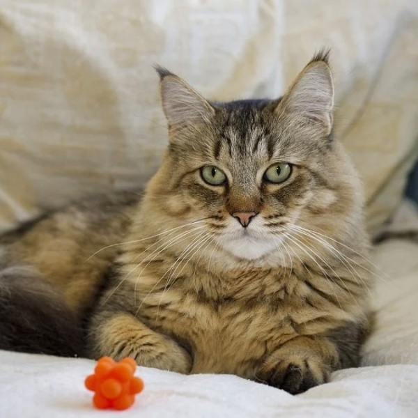 Pixiebob Longhair