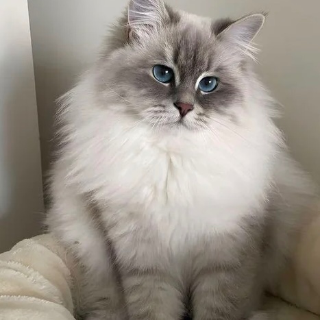 Ragdoll
