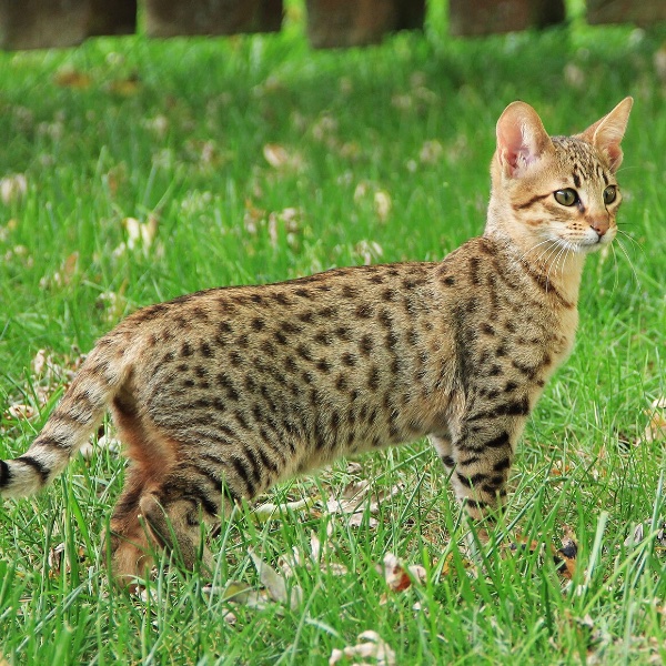 Savannah