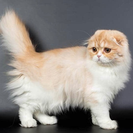 Scottish Fold Longhaired