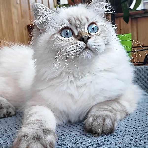 Scottish Straight Longhaired