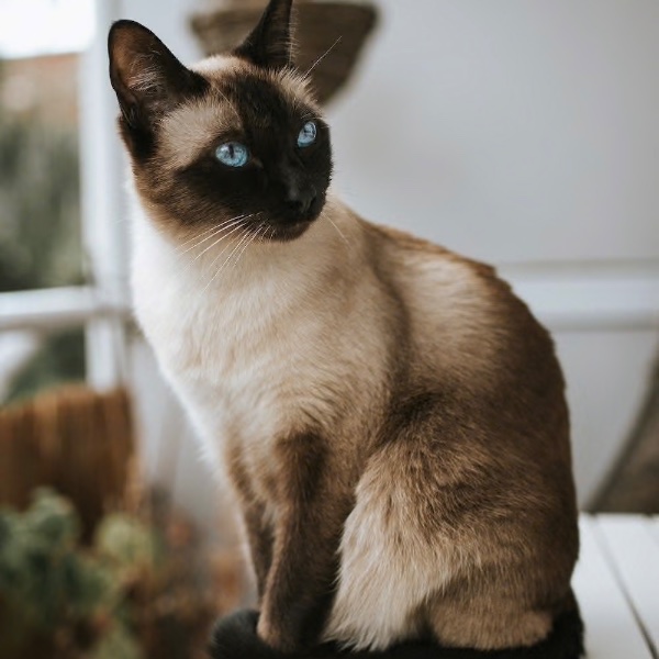 Siamese